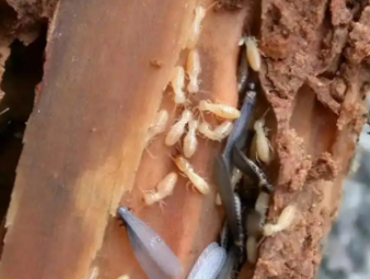 汝州白蚁防治公司分享地下室、一楼房屋白蚁专项防治技巧
